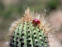 Browningia altissima