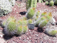 Matucana aurantiaca