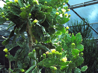 Brasiliopuntia brasiliensis