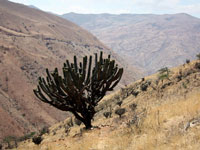 Browningia chlorocarpa