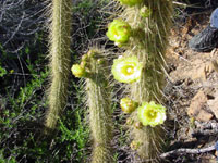 Bergerocactus emoryi