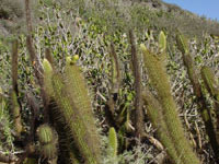 Bergerocactus emoryi