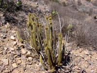 Bergerocactus emoryi