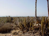 Bergerocactus emoryi