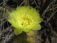 Bergerocactus emoryi