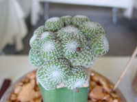 Blossfeldia liliputana