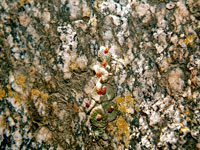 Blossfeldia liliputana