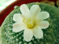 Blossfeldia liliputana