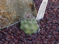 Matucana madisoniorum