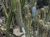 Browningia microsperma