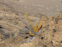 Brachycereus nesioticus