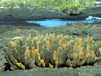 Brachycereus nesioticus