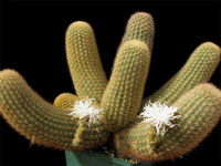 Brachycereus nesioticus