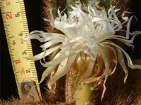 Brachycereus nesioticus