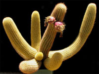 Brachycereus nesioticus