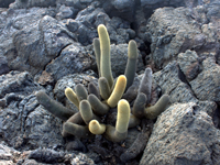 Brachycereus nesioticus