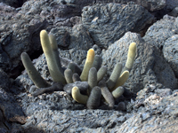 Brachycereus nesioticus