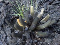 Brachycereus nesioticus