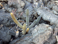 Brachycereus nesioticus