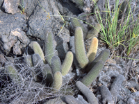 Brachycereus nesioticus