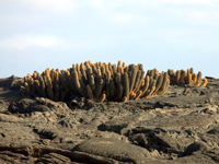 Brachycereus nesioticus