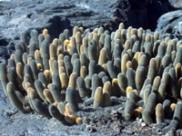 Brachycereus nesioticus