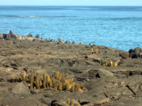 Brachycereus nesioticus