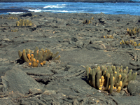 Brachycereus nesioticus