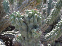 Cereus aethiops