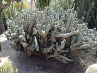 Cereus aethiops