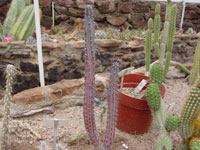 Cereus aethiops