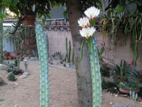 Cereus aethiops