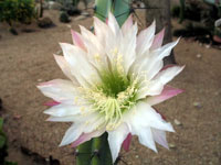 Cereus aethiops