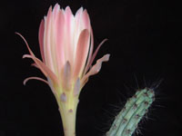 Cereus aethiops