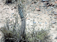 Cereus aethiops