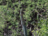 Cereus aethiops