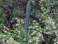 Cereus aethiops