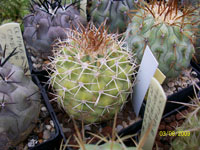 Copiapoa ahremephiana