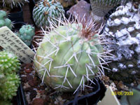 Copiapoa ahremephiana