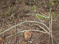 Cereus albicaulis