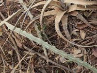 Cereus albicaulis