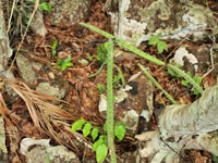 Cereus albicaulis