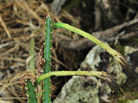 Cereus albicaulis