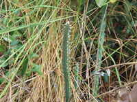 Cereus albicaulis