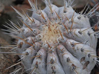 Copiapoa cinerea