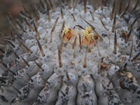 Copiapoa cinerea