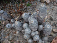 Copiapoa cinerea