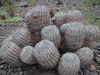 Copiapoa cinerea