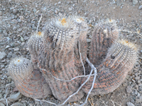 Copiapoa cinerea