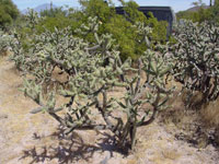 Cylindropuntia alcahes